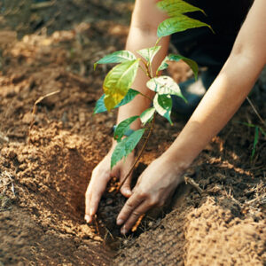 Plantation Drive for a Sustainable and Greener Future