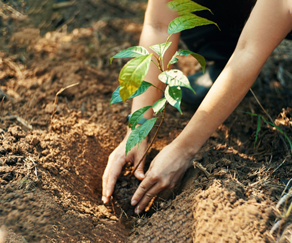 Plantation-Drive-for-a-Sustainable-and-Greener-Future